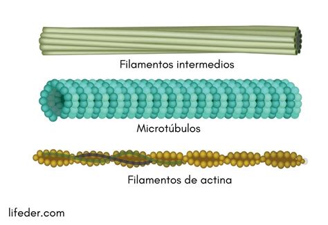 filamentos intermedios